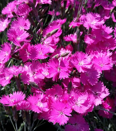Dianthus Firewitch